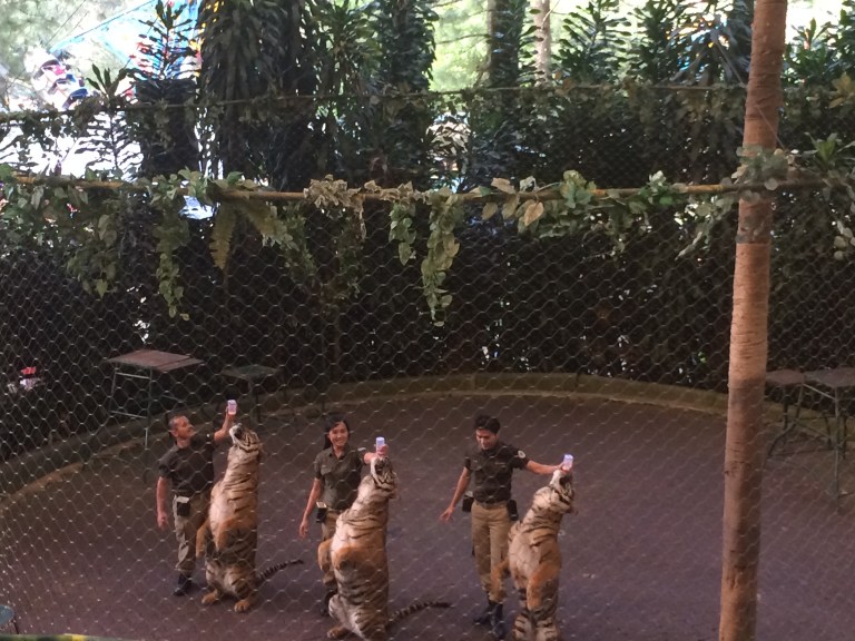 Tiger Show