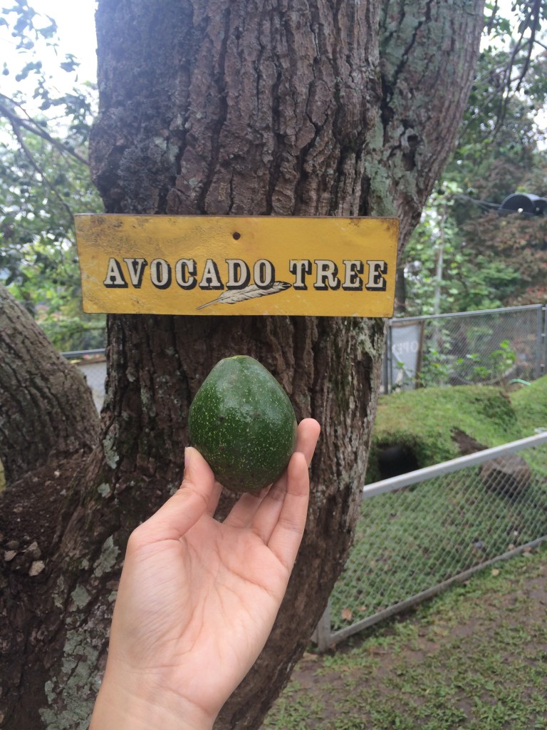 Dari sekian banyak pohon yang ada disini, paling bahagia ktemu pohon ini :)