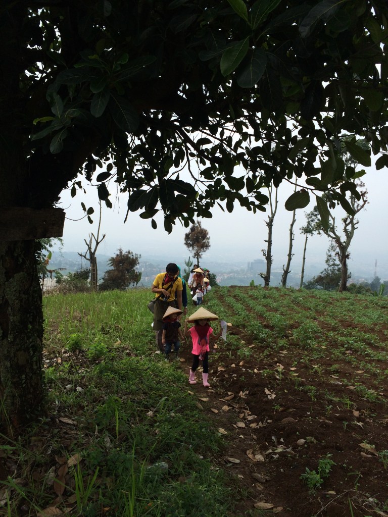 Melewati kebun kentang :)