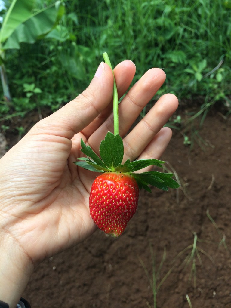 Fresh Strawberry :)