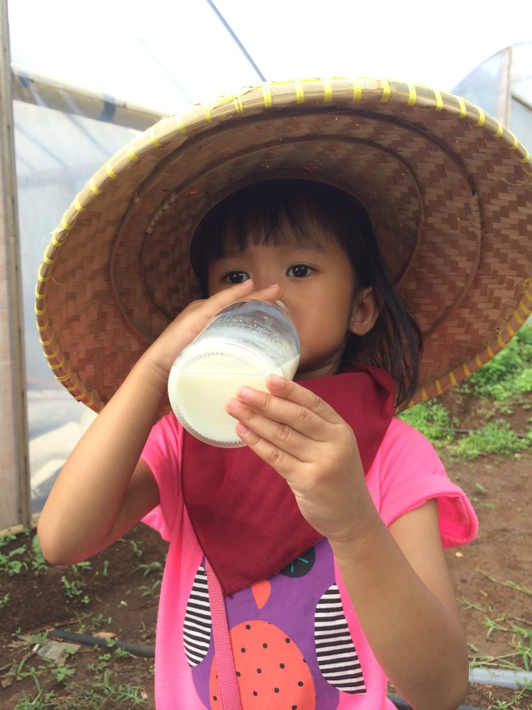 Minum susu sapi...fresh from the oven! :)