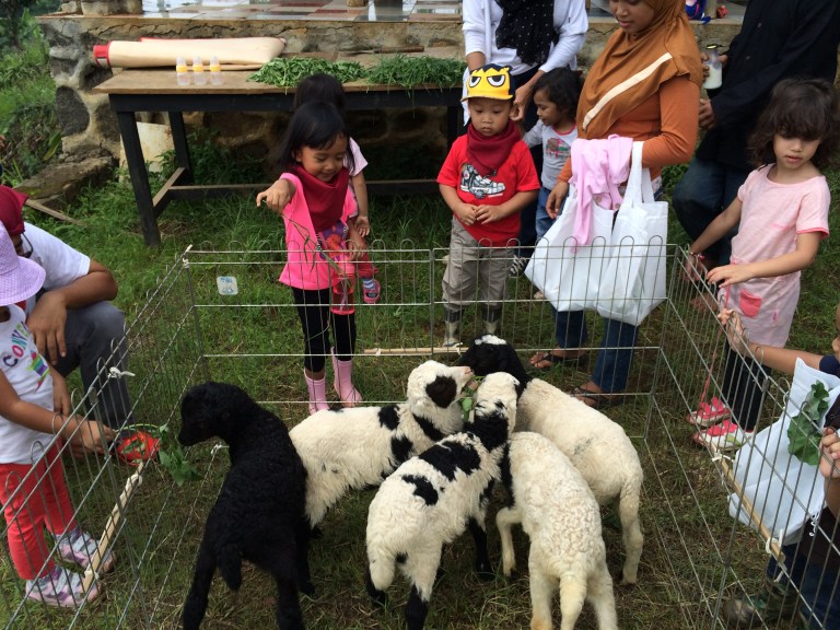 Happy banget ngasih makan kambing :)