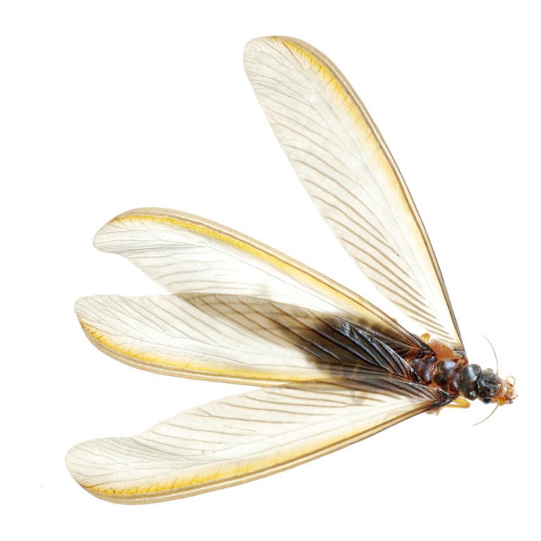 dreamstime_m_14110863